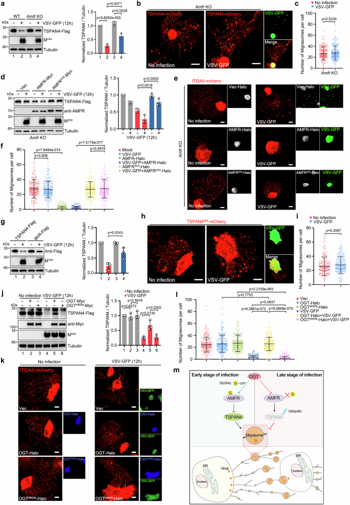 Fig. 7: Viruses regulate migrasome formation via AMFR-TSPAN4 axis.