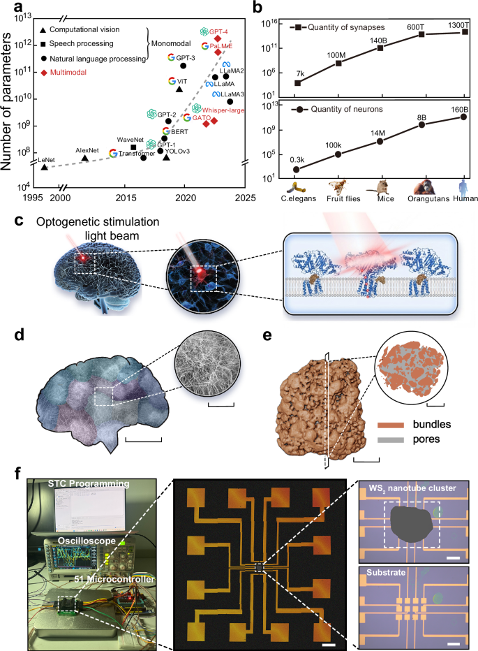 Fig. 1: Overview of scaling law, optogenetics, and characterization of WS2 nanotubes.