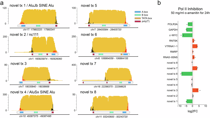 Fig. 2: DRAP3R expands the RNA polymerase III transcriptome.