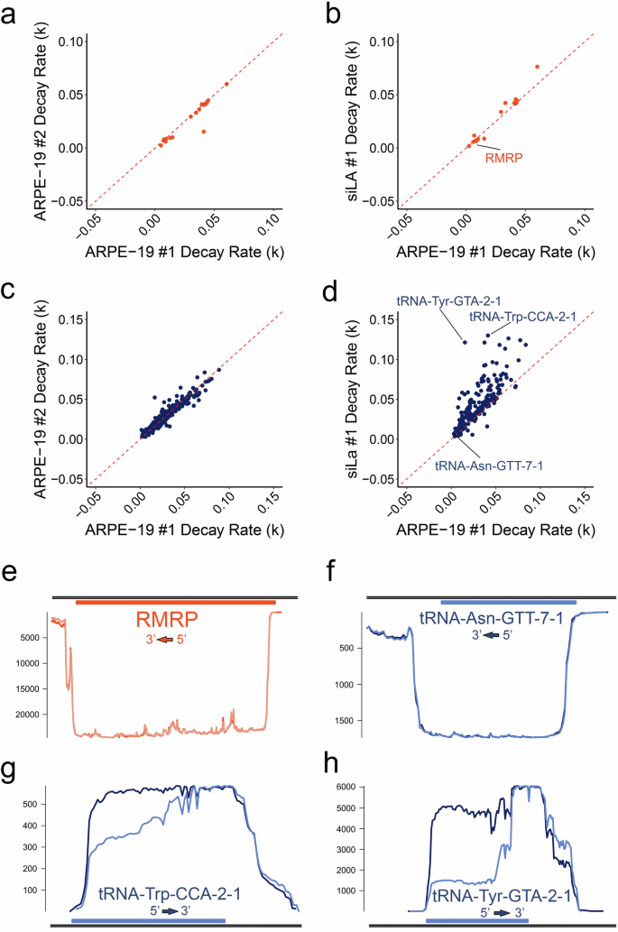 Fig. 3: Silencing of La protein selectively destabilizes pre-tRNAs.