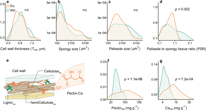 Fig. 2: The variation of leaf anatomy and cell wall composition in wet and dry (sub)tropical forests.