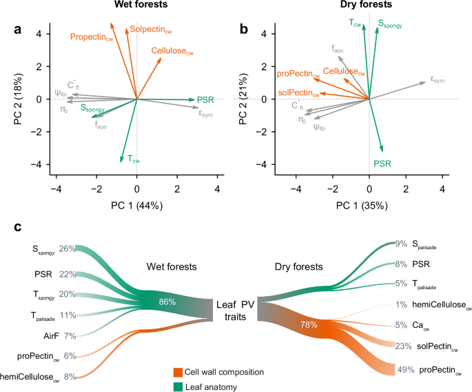 Fig. 3: Distinct leaf drought tolerance strategies between dry and wet forest tree species.