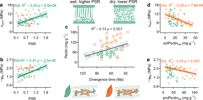 Fig. 4: Distinct leaf drought tolerance strategies from wet to dry forests.