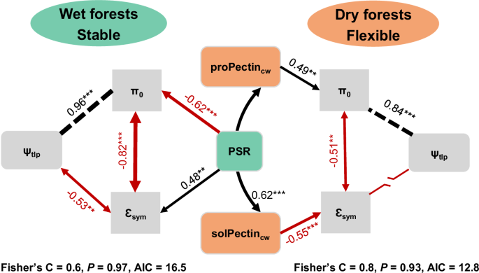 Fig. 5: The direct and indirect effects of leaf anatomy and cell wall composition on leaf elastic modulus (ɛsym) and turgor loss point (ψtlp) in wet and dry forests.