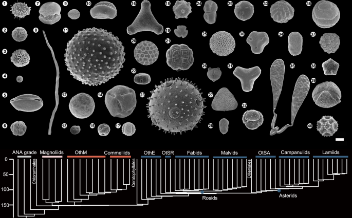 Fig. 1: Pollen diversity within angiosperms.