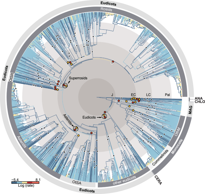 Fig. 3: Evaluation of branch rates of morphological evolution within time-calibrated phylogeny.