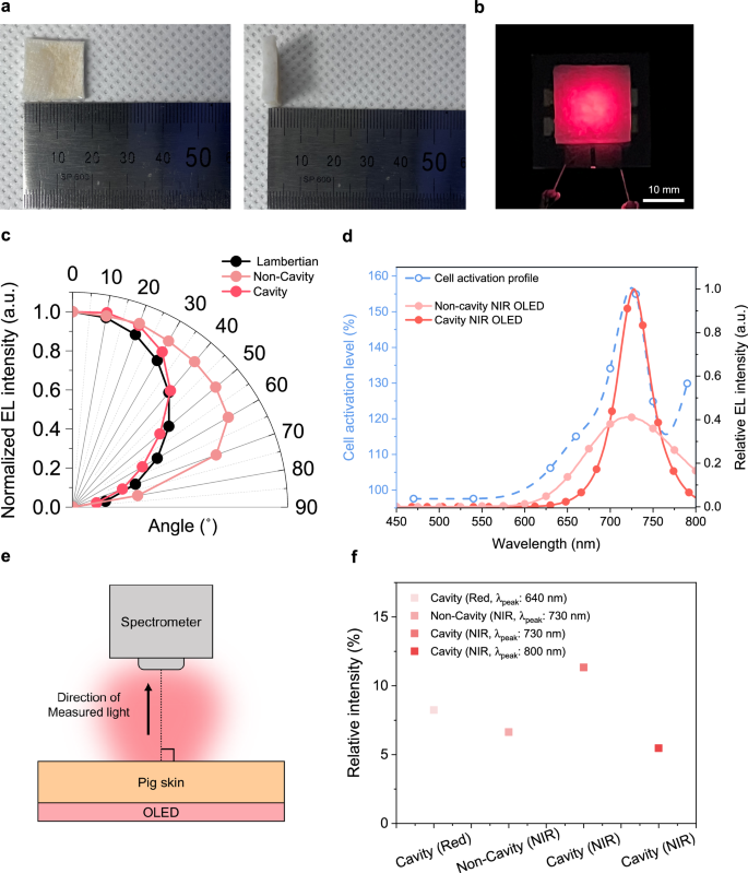Fig. 5: Transmission of NIR OLED emission through pigskin.