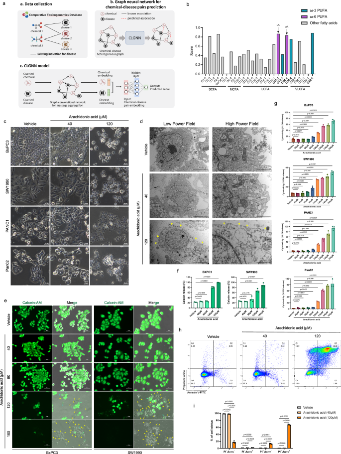 Fig. 1: CLGNN predicts therapeutic effect of PUFA and high concentration of arachidonic acid triggers pyroptosis of PDAC.