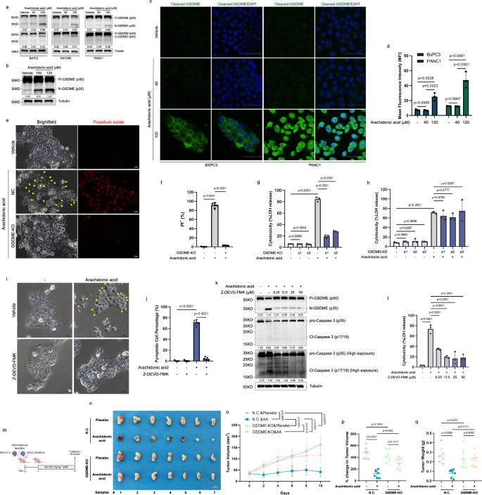 Fig. 2: Caspase 3/GSDME is involved in arachidonic acid-induced pyroptosis.