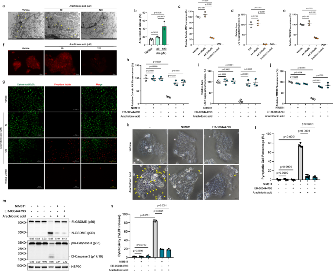 Fig. 3: Arachidonic acid induced irreversible mPT is necessary trigger of pyroptosis.