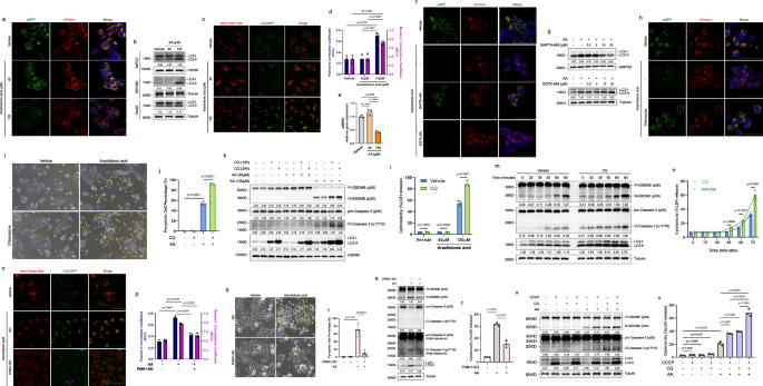 Fig. 5: Non-autophagic function of mitophagy induced by arachidonic acid determines mPT-triggered pyroptosis.