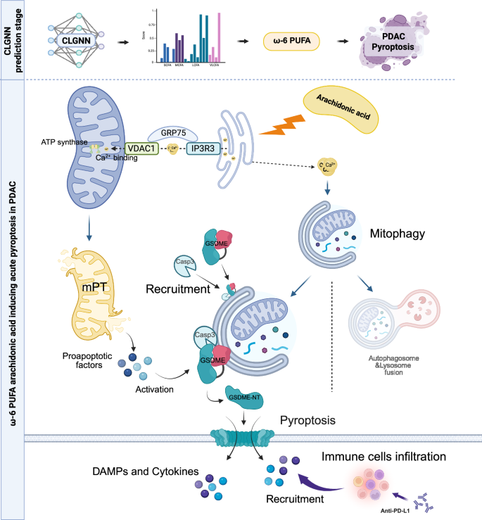 Fig. 8: Diagram summarizing our proposed acute pyroptosis induced by arachidonic acid through mitochondrial permeability transition and non-autophagic function of mitophagy in PDAC.