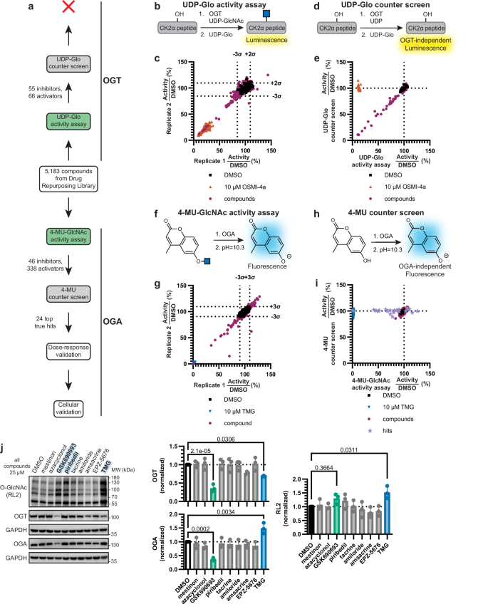 Fig. 2: In vitro drug repurposing screens against the O-GlcNAc cycling enzymes.