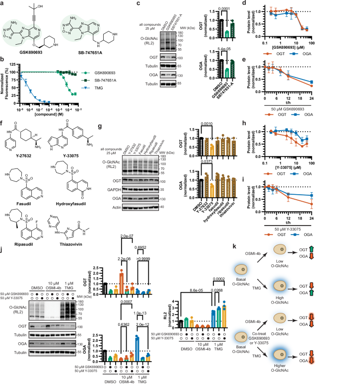 Fig. 3: GSK690693 and Y-33075 modulate cellular O-GlcNAc and the O-GlcNAc cycling enzymes.