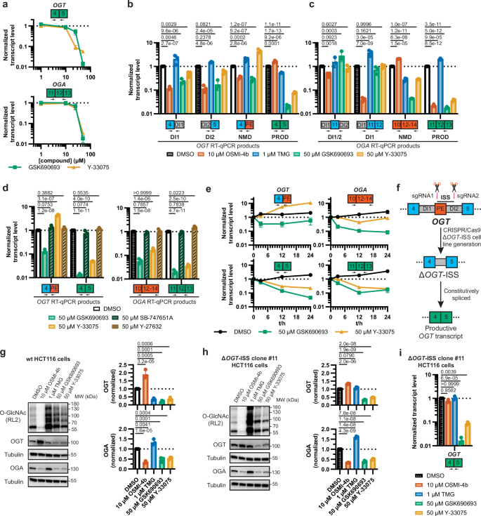 Fig. 4: GSK690693 and Y-33075 disrupt OGT and OGA at the transcript level.
