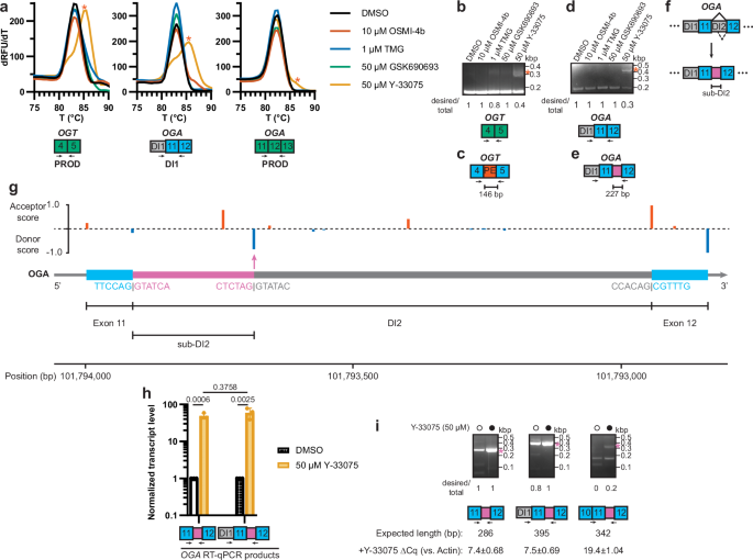 Fig. 5: Y-33075 promotes alternative splicing of OGT and OGA.