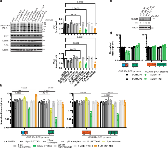 Fig. 6: Other small molecule splicing modulators disrupt O-GlcNAc homeostasis.