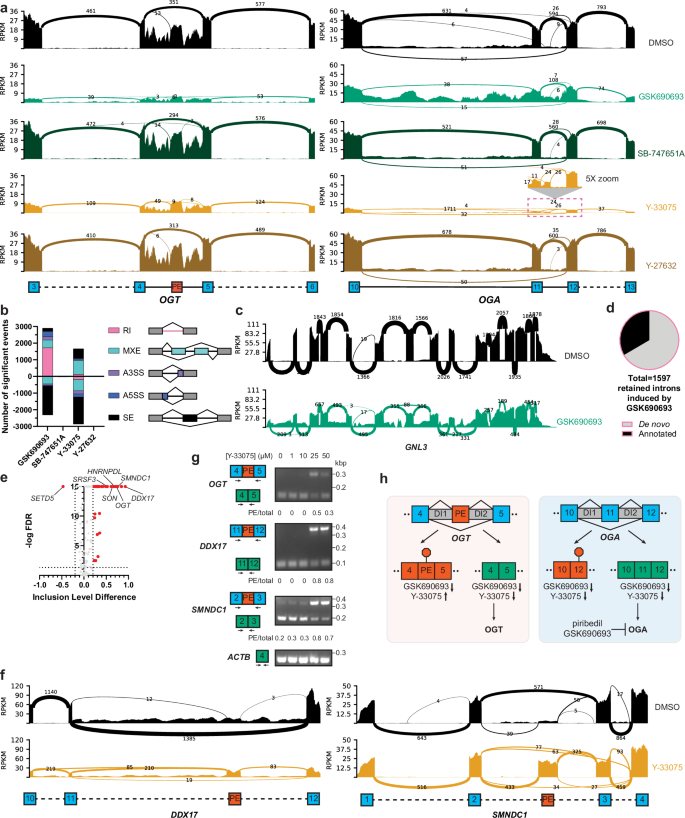 Fig. 7: GSK690693 and Y-33075 are splicing modulators.