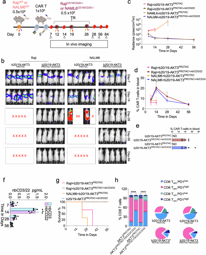 Fig. 10: Trispecific CAR T cells maintain potency against CD19/CD20-deficient tumors and increase the survival of mice.