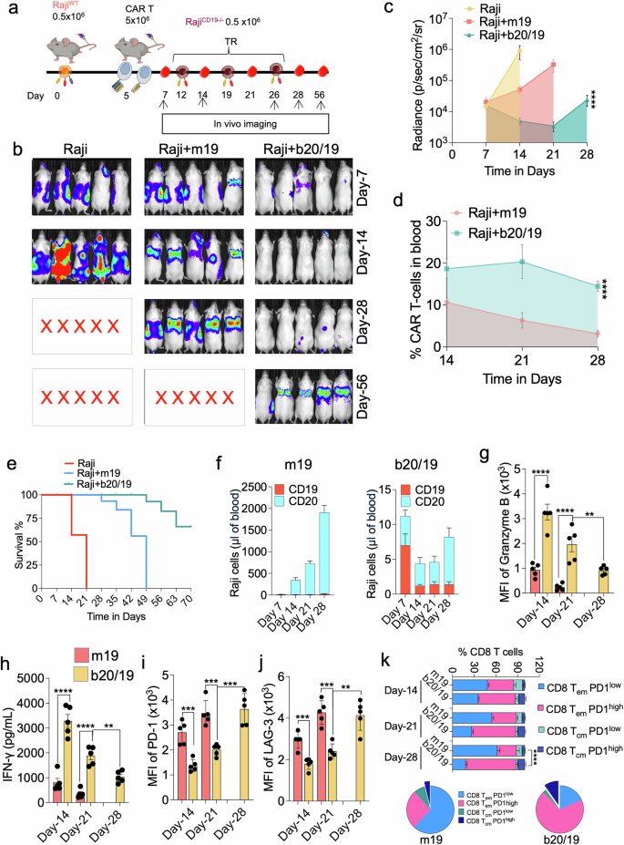 Fig. 3: Comparative in vivo efficacy of monospecific versus bispecific CAR T cells against CD19− antigen escape.