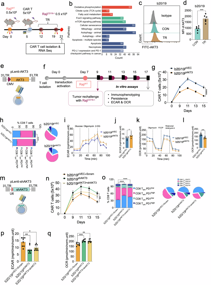 Fig. 4: AKT3 upregulation in bispecific CAR T cells limits their survival and promotes exhaustion.