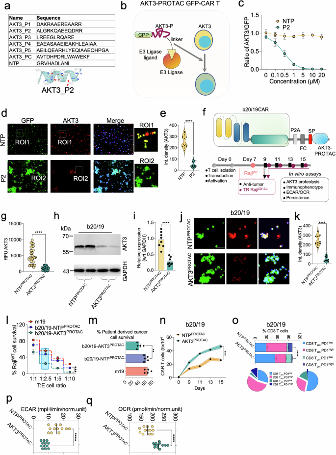 Fig. 5: AKT3 PROTAC-engineered bispecific CAR T cells exhibit enhanced memory phenotype and survival.
