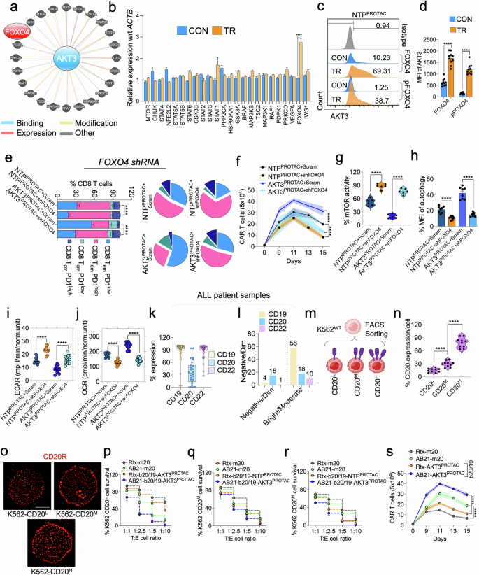 Fig. 6: AKT3 PROTAC enhances CAR T function by upregulating FOXO4 and suppressing mTOR signaling.