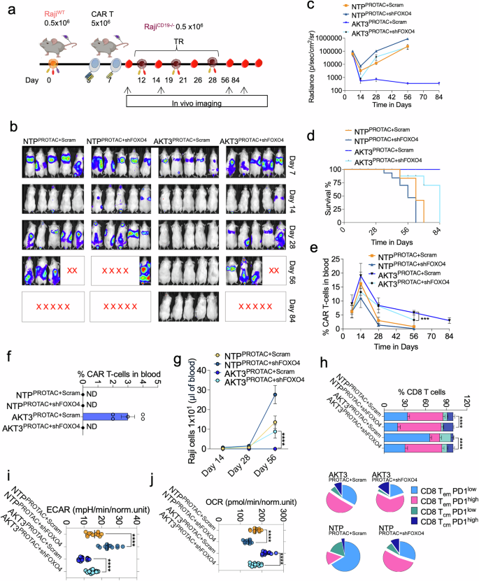 Fig. 7: Higher in vivo engraftment and broad efficacy of AKT3-targeted PROTAC CAR T cells.