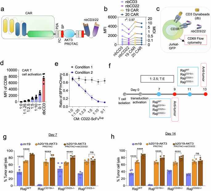 Fig. 9: Trispecific CAR T cells secreting CD3/CD22 targeted BITE enhance anti-tumor efficacy.