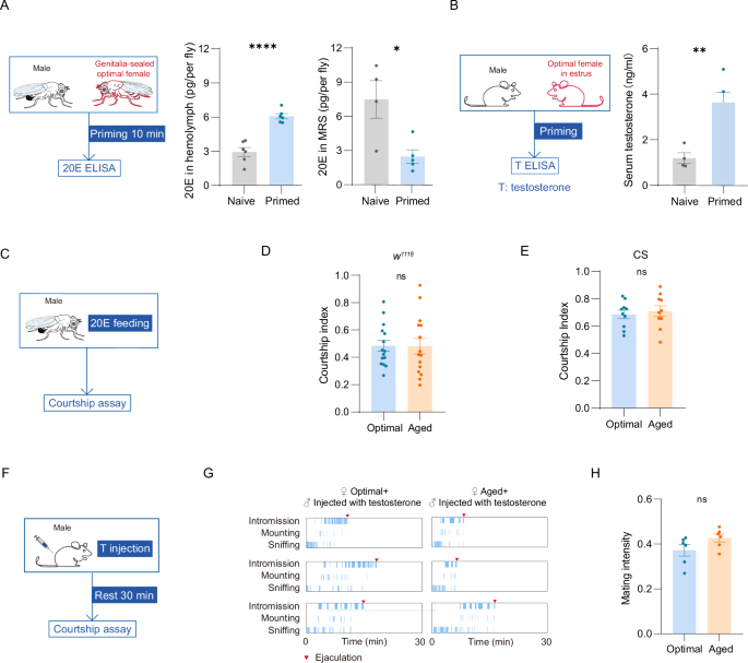 Fig. 2: Males’ mate preference is regulated by hormones.