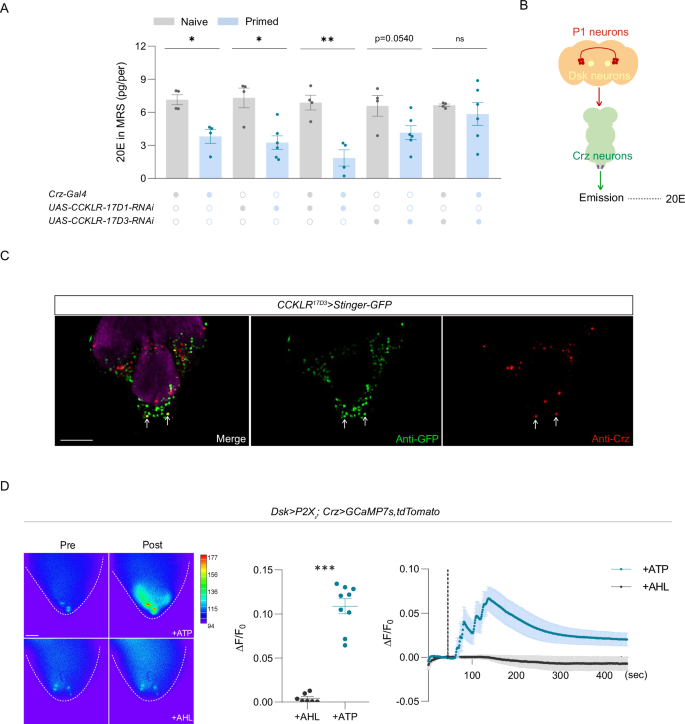 Fig. 5: The DSK/CCKLR pathway bridges P1 neurons and Crz neurons to control 20E emission.