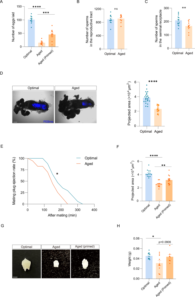 Fig. 6: Males experienced priming regulate their reproductive strategy by the mating plug.