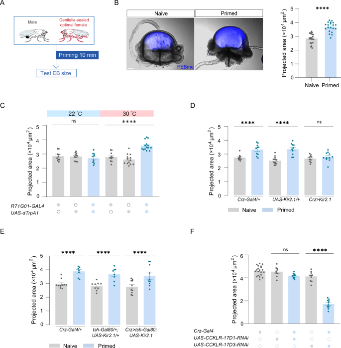 Fig. 7: The emission of the ejaculatory bulb controlled by the brain-gonad axis contributes to mating plug allocation.