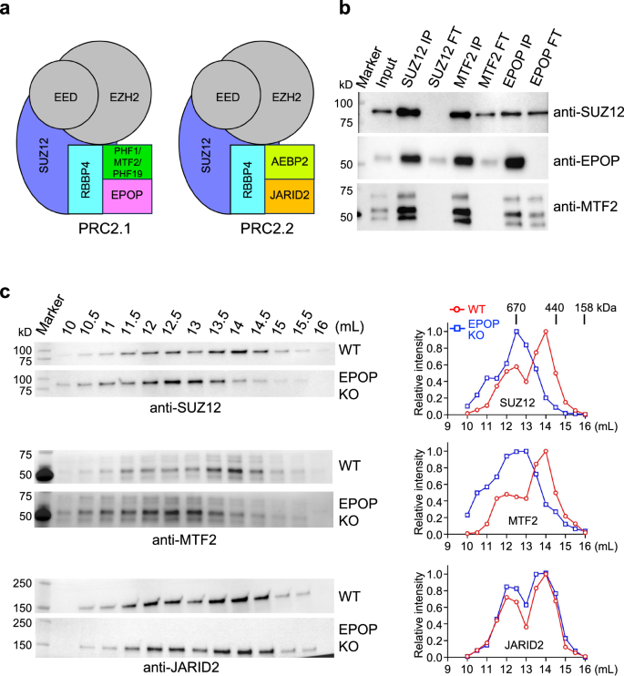 Fig. 1: Two distinct pools of PRC2.1 in mESCs.