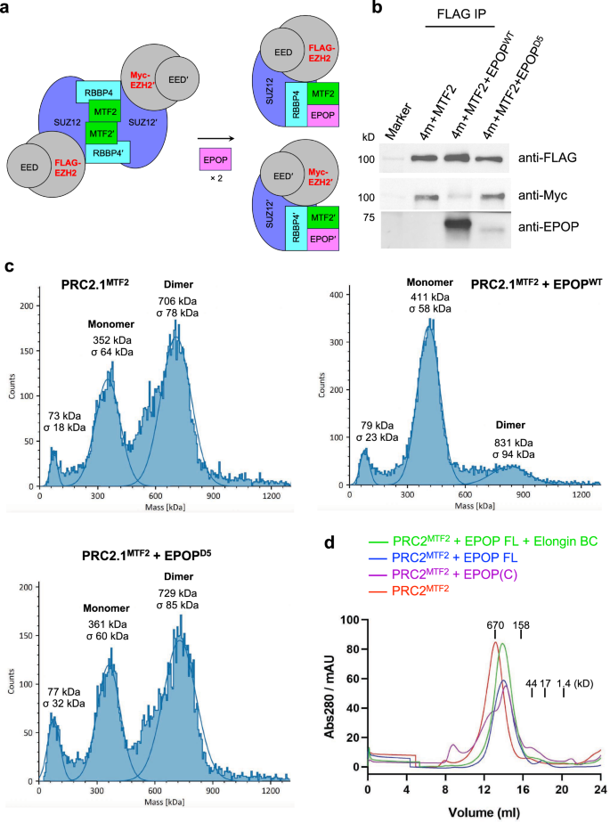 Fig. 3: PRC2.1 dimer disruption by EPOP in vitro.