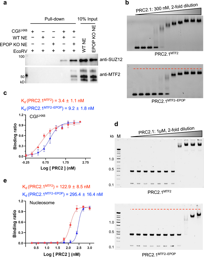 Fig. 4: EPOP-mediated inhibition of chromatin binding by PRC2.1 via dimer disruption.
