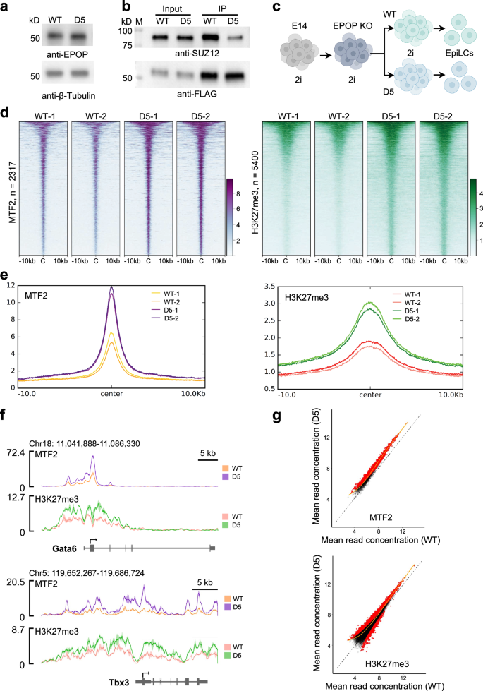 Fig. 5: Genome-wide MTF2 and H3K27me3 enrichments regulated by EPOP in EpiLCs.