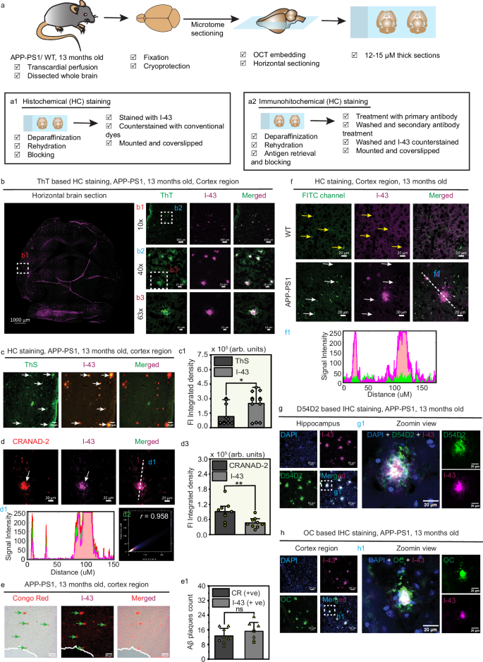 Fig. 4: Histological staining studies for Aβ deposits in APP-PS1 mouse brain.