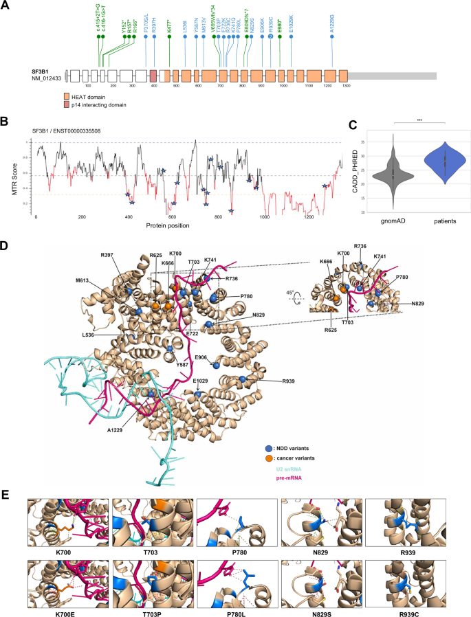 Fig. 2: Position and distribution of the SF3B1 missense variants reported in the patient cohort.