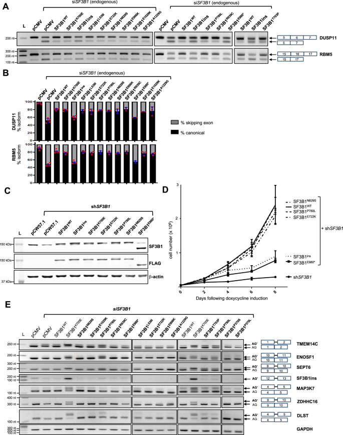Fig. 3: Functional characterization of SF3B1 missense variants in K562 cells.
