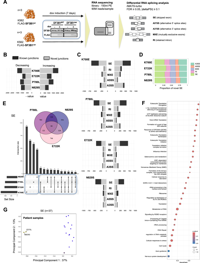 Fig. 4: De novo SF3B1 variants E722K, P780L and N829S alter RNA splicing.