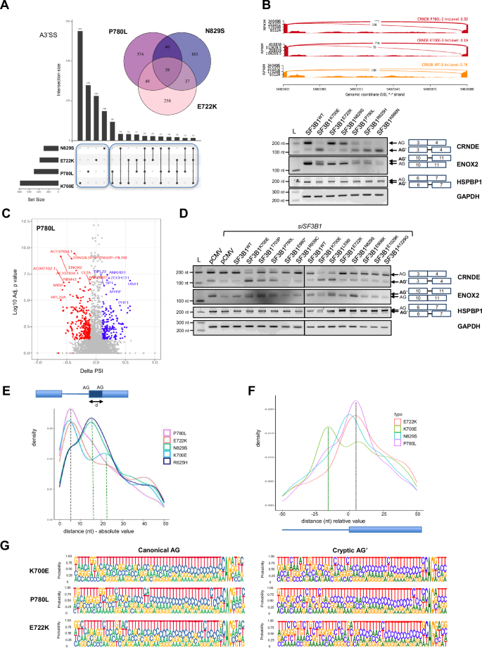 Fig. 5: Impact of de novo SF3B1 missense variants on the selection of cryptic 3’ splice sites.
