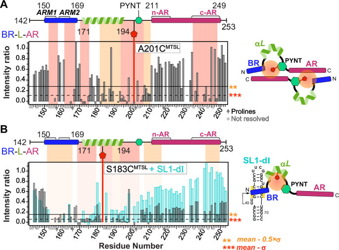 Fig. 4: PYNT205 is the interaction hub for Hexim1 autoinhibited conformation and is unmasked upon 7SK RNA binding to BR.