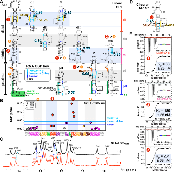 Fig. 5: Mapping and characterizing the 7SK RNA binding sites for Hexim1 Basic Region.