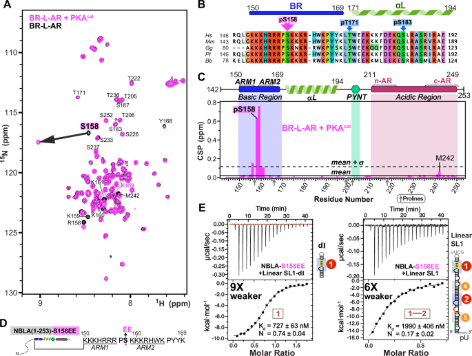 Fig. 6: S158 phosphorylation only minimally affects BR-L-AR autoinhibition, while S158EE impairs interaction with 7SK RNA.