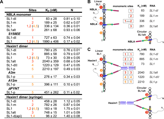 Fig. 7: ITC studies for NBLA monomer versus Hexim1 dimer with 7SK RNA constructs reveal that autoinhibition renders specificity for dual high affinity sites in linear 7SK.