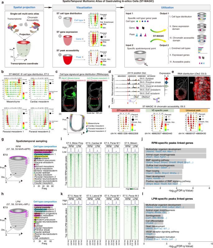 Fig. 2: Spatiotemporal tracing of the cellular, transcriptomic, and epigenetic features of cells in the gastrulating embryo by ST-MAGIC.
