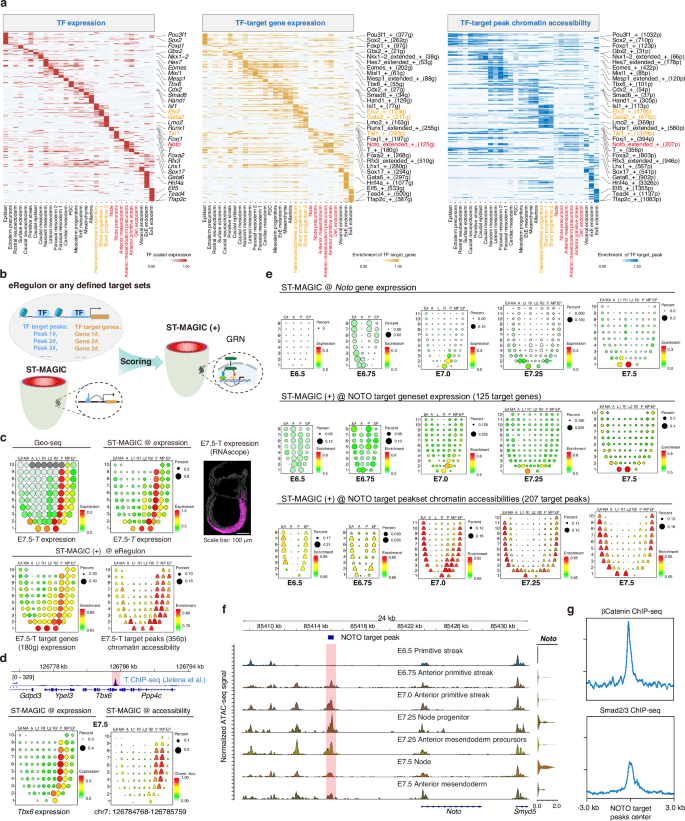 Fig. 3: Expanded ST-MAGIC enables inference of eRegulon dynamics during gastrulation.