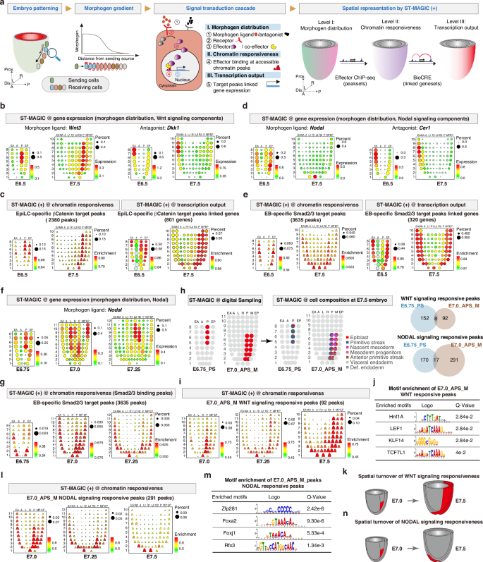 Fig. 4: ST-MAGIC (+) demarcates the spatiotemporal changes in responsiveness to signaling pathways.