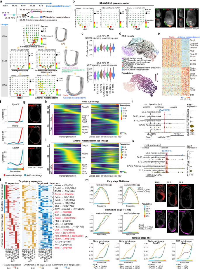 Fig. 5: The sequential process of cell fate commitment in the axial mesendoderm lineages.